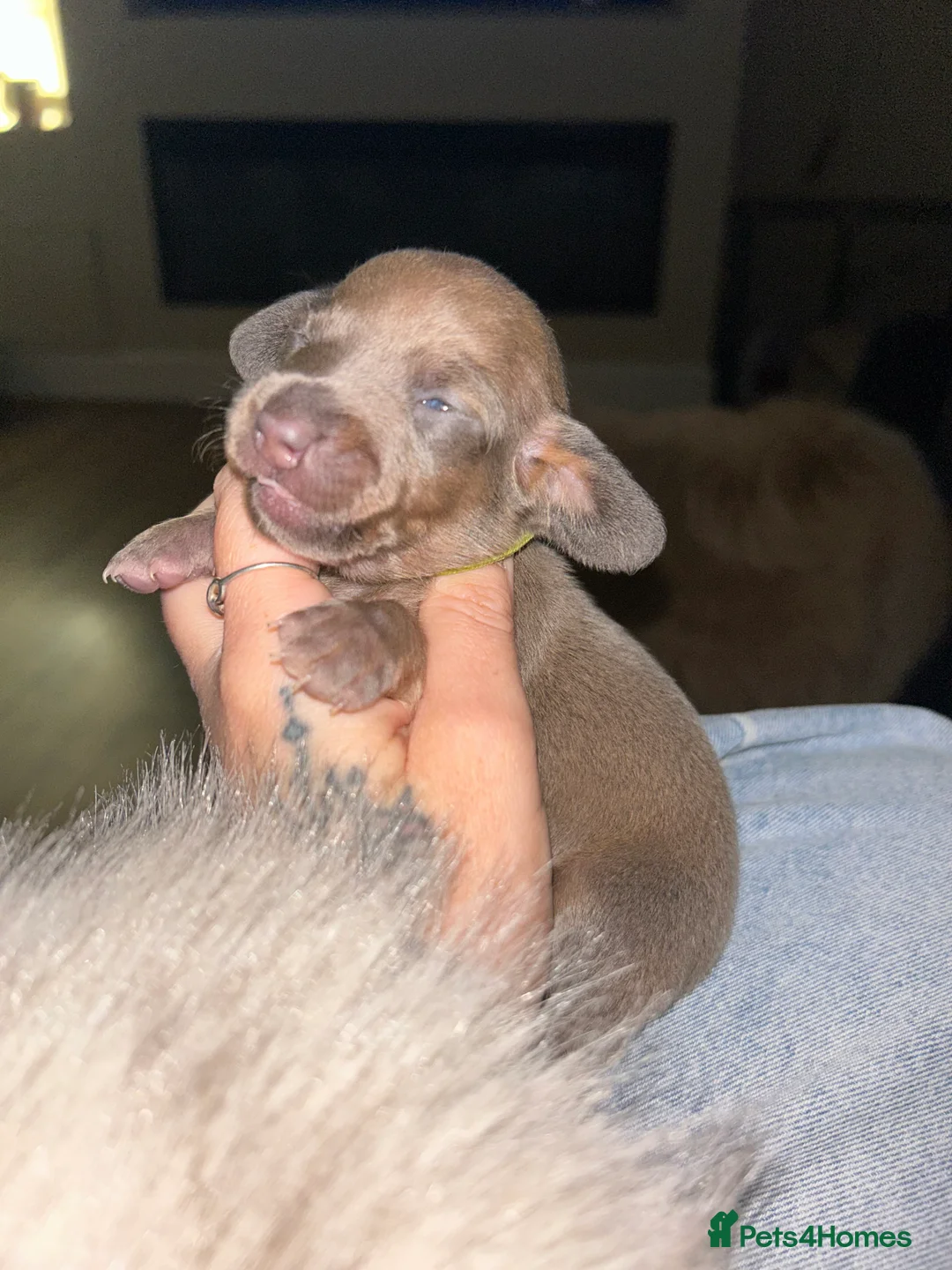 Miniature Dachshund dogs for sale: Tiny Kaninchen dachshunds  - Advert 12