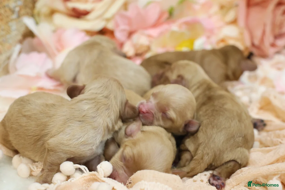 Cavapoo dogs for sale: Health Tested Cavapoo Puppies - Advert 4