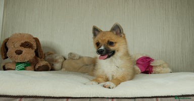 Pomsky dogs - Advert 14