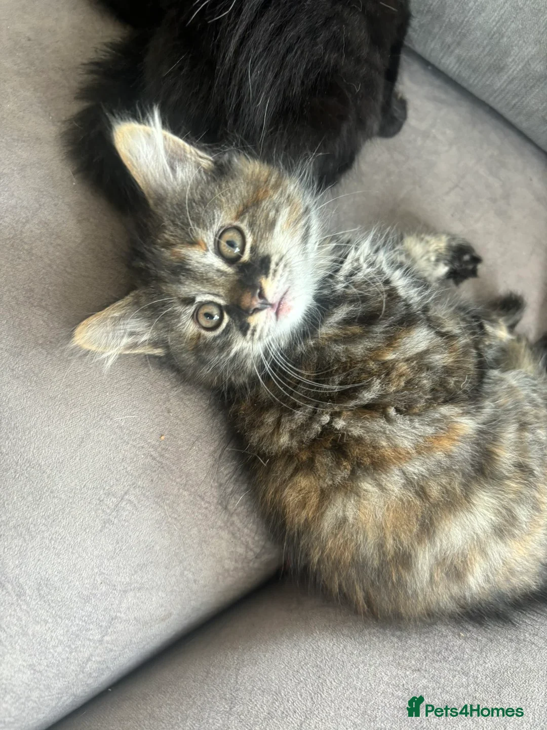 British Shorthair cats for sale: 🌟 fluffy British short hair mixed breed🌟  in Rainham - Advert 2