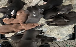 Mixed Breed dogs for sale: Cane corso x staff puppies  - Image 11