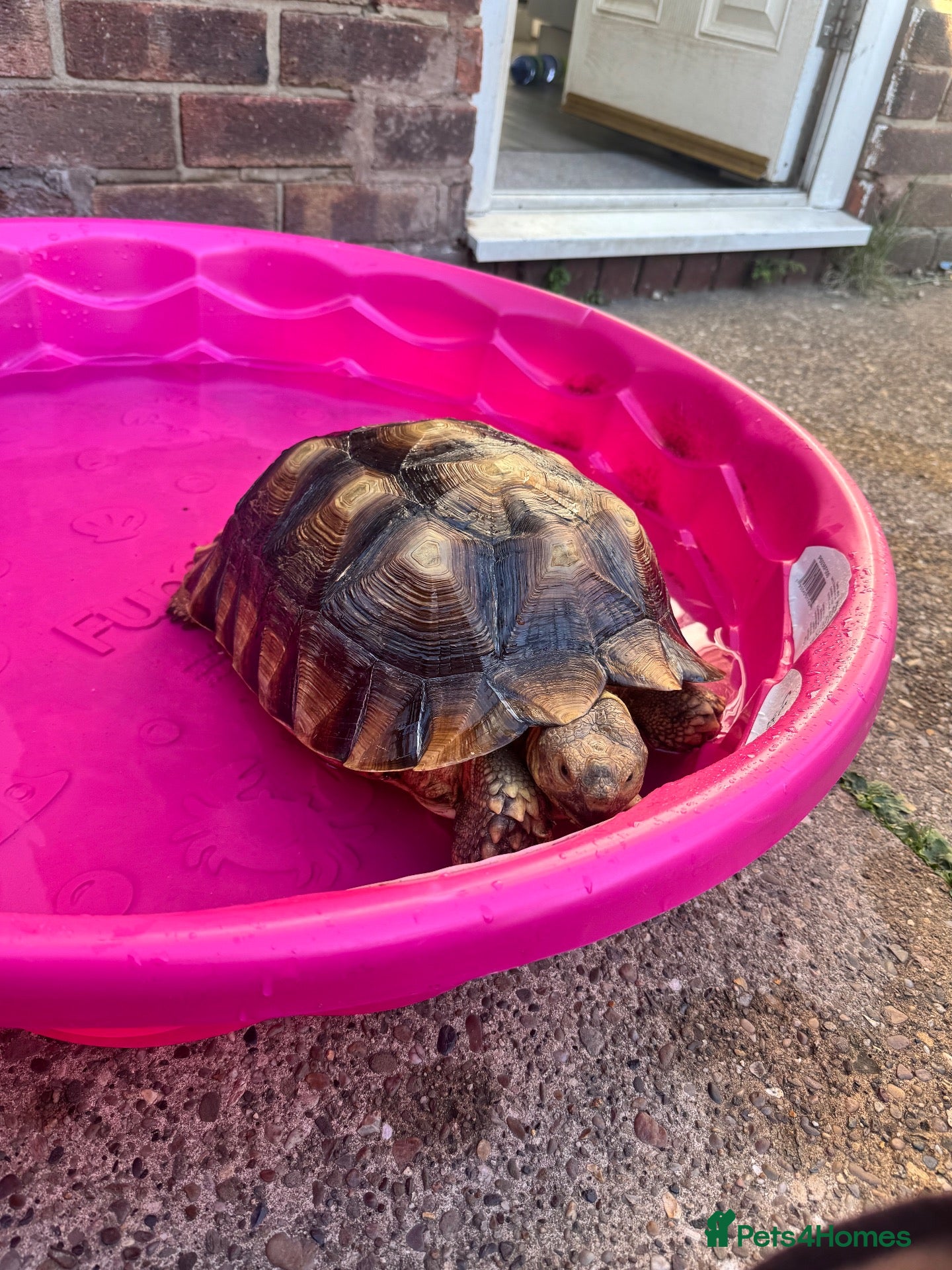 Tortoise reptiles 3 year old female sulcata  - Advert 4
