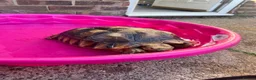 Tortoise reptiles for sale: 3 year old female sulcata  in Worksop - Advert 1