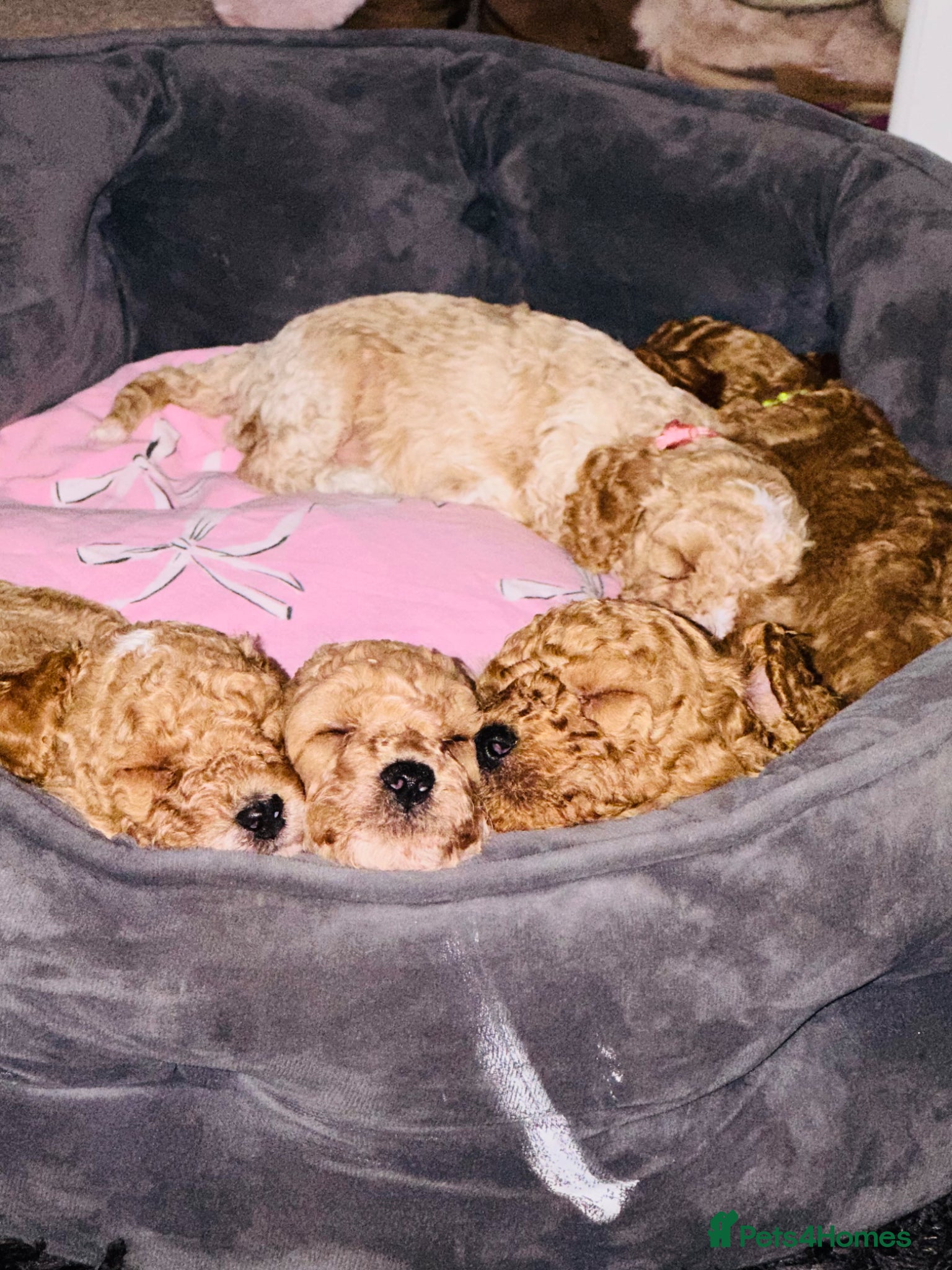 Cockapoo dogs Beautiful F1B Cockapoo puppies  - Advert 2