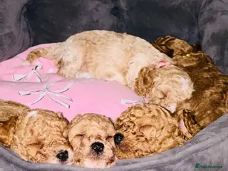 Cockapoo dogs Beautiful F1B Cockapoo puppies *Price lowered* - Advert 1