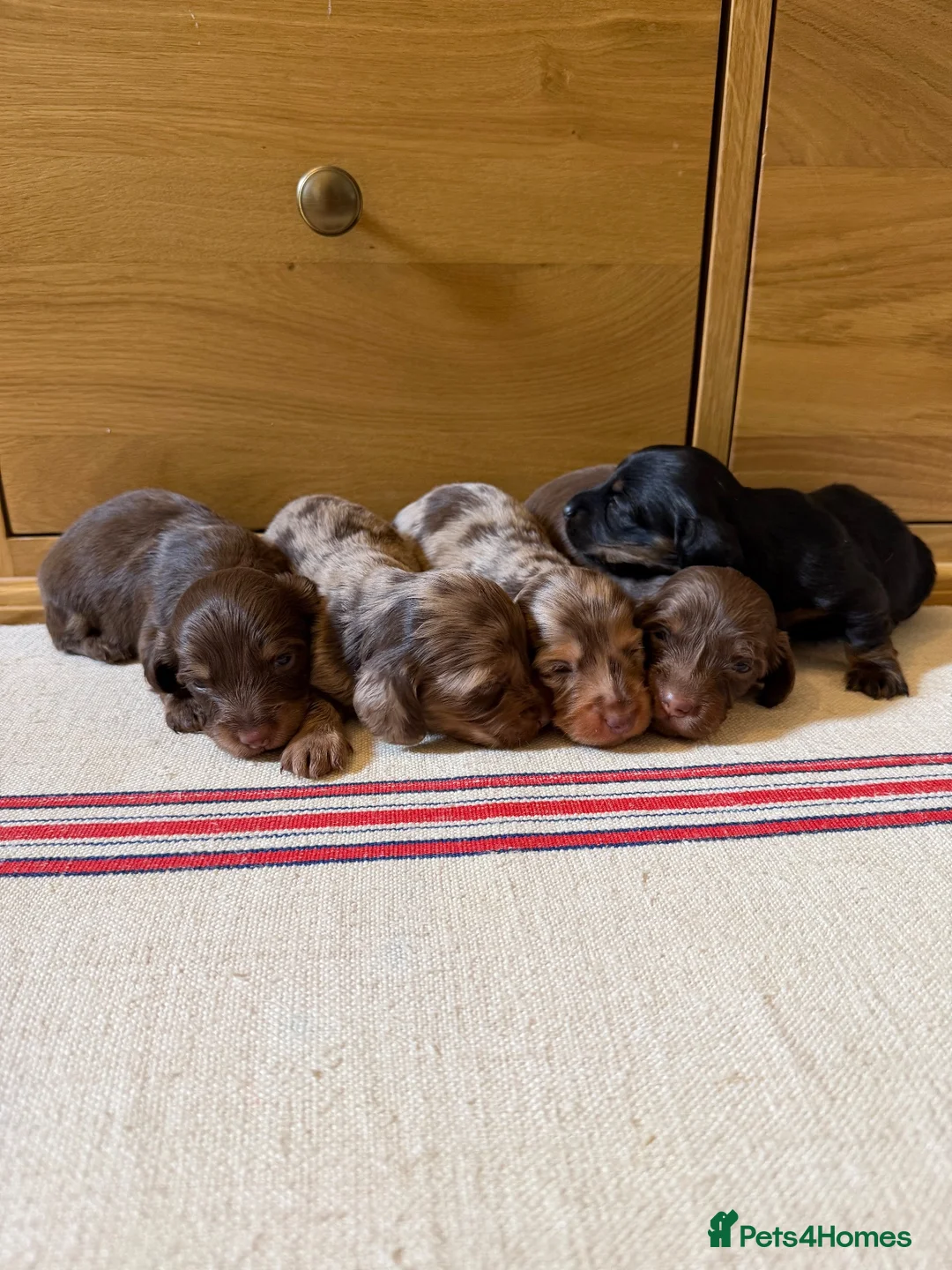 Miniature Dachshund dogs for sale: KC miniature long haired dachshund puppies  - Advert 1
