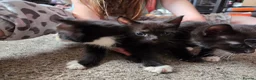 Mixed Breed cats for sale: Kittens for Sale in Bridlington - Advert 11
