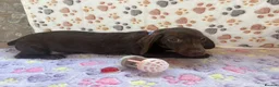 Dachshund dogs for sale: Dachshund puppies  - Advert 10