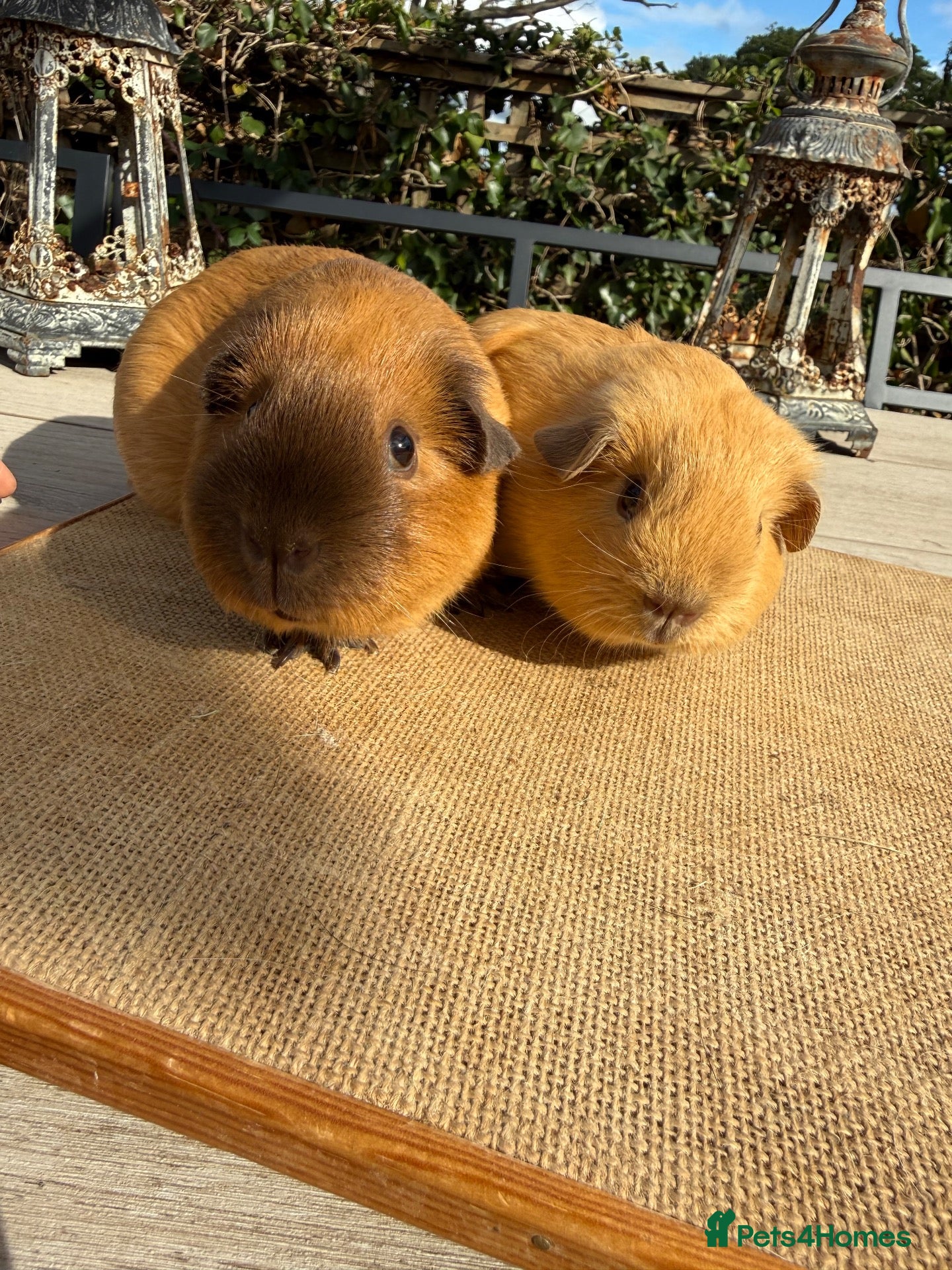 Guinea Pig rodents Pure bred California & Swiss guineapigs  - Advert 17