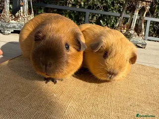 Guinea Pig rodents Pure bred California & Swiss guineapigs - Advert 1