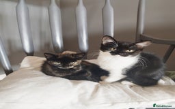 Persian cats for sale:  Persian Crossbreed Kittens Looking for  Home - Image 19