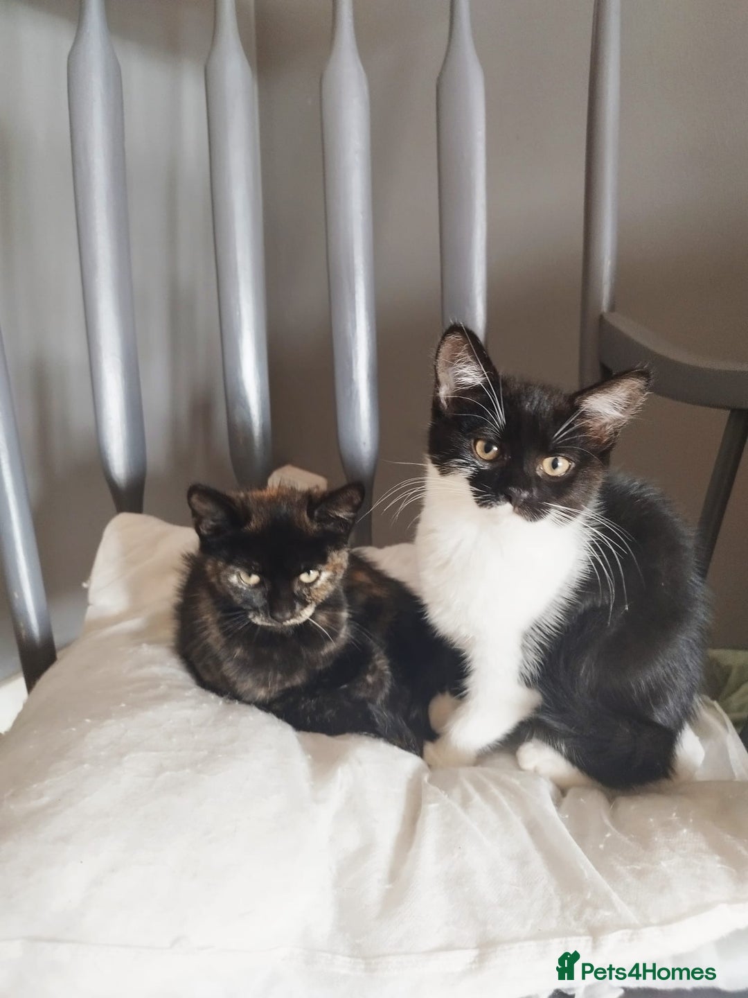 Persian cats for sale:  Persian Crossbreed Kittens Looking for  Home - Image 19