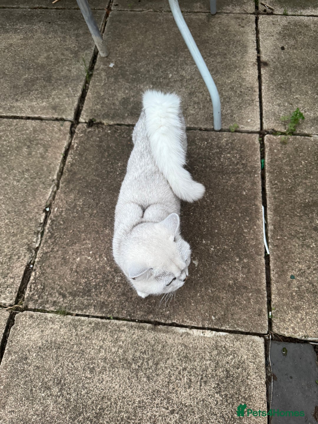 British Shorthair cats for sale: White British Short Hair  - Image 7