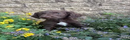 Sprocker dogs for sale: Puppies  - Advert 4