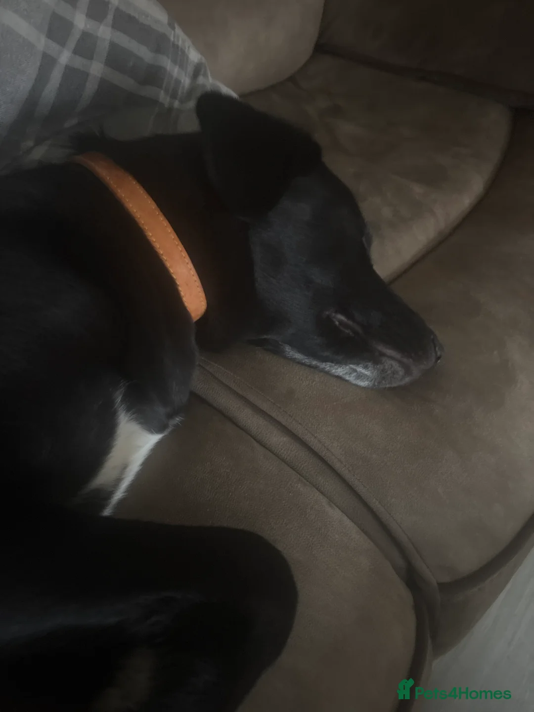 Mixed Breed dogs for sale: 7 month old girl  in Boston - Advert 9