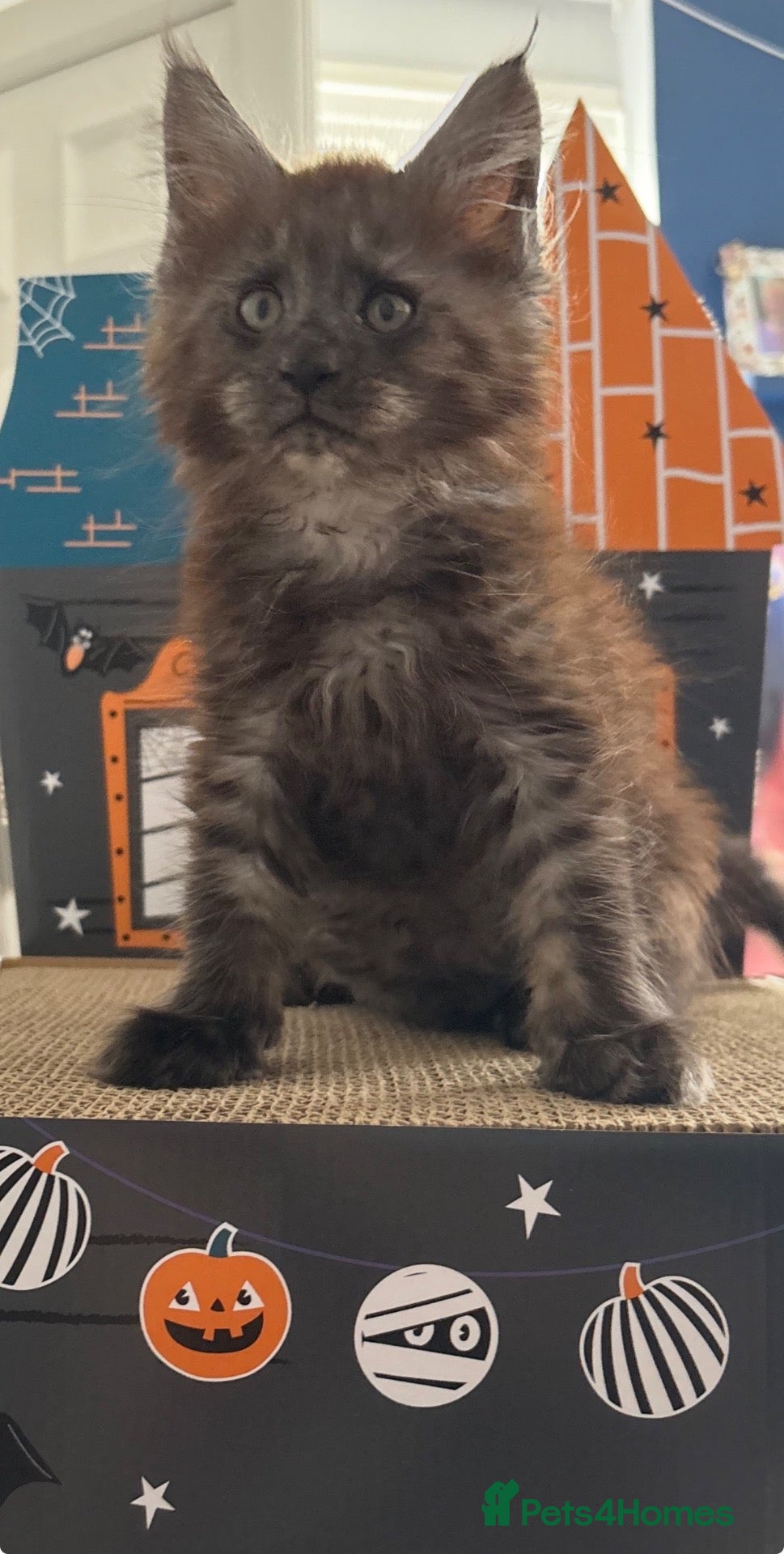 Maine Coon cats Beautiful mc kittens great personalities - Advert 1