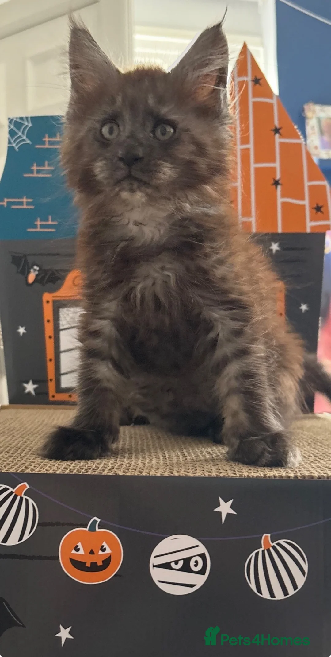 Maine Coon cats for sale: Beautiful mc kittens great personalities - Advert 1