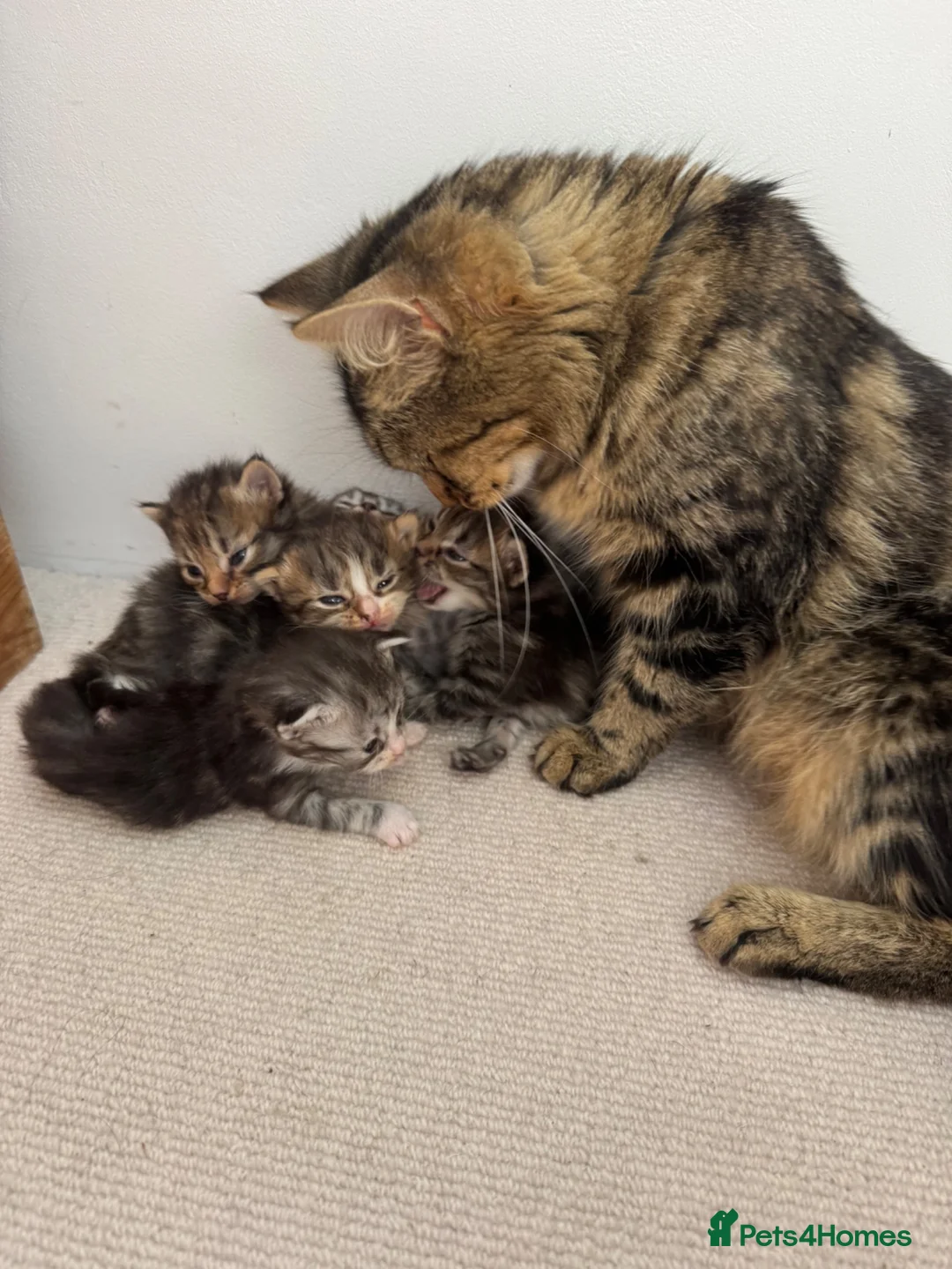 Ragdoll cats for sale: Quarter ragdoll kittens  in Midhurst - Advert 1