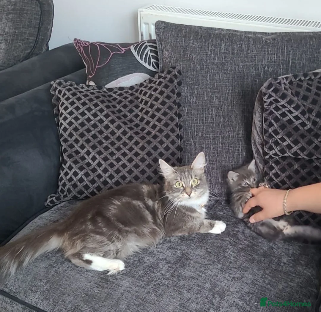 Mixed Breed cats for sale: Kitten need new home in Liverpool - Advert 6