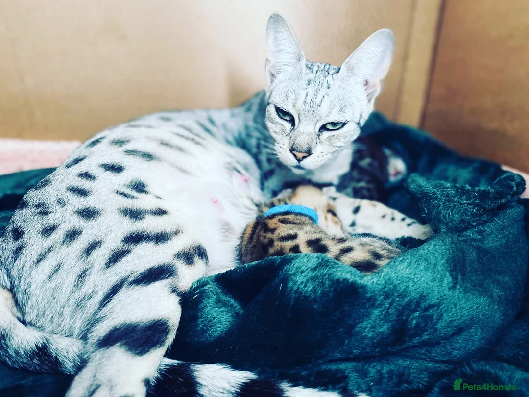 Savannah cats for sale: Beautiful F3 Savannah Kitten - Advert 7
