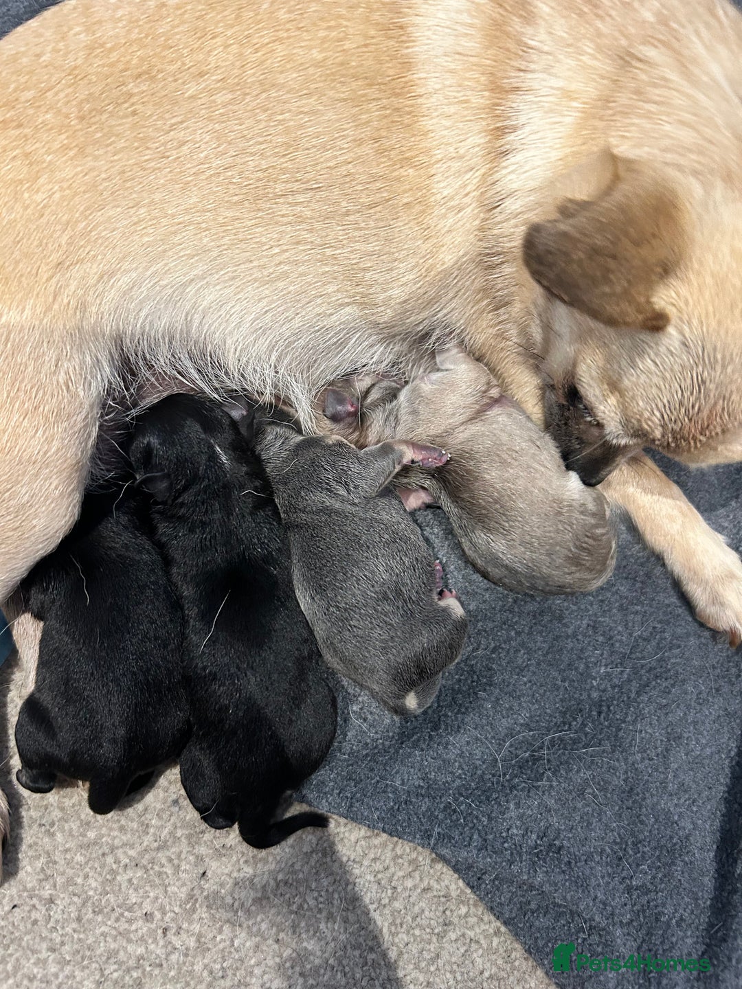 Chihuahua dogs for sale: Tiny chihuahua puppies  - Image 17