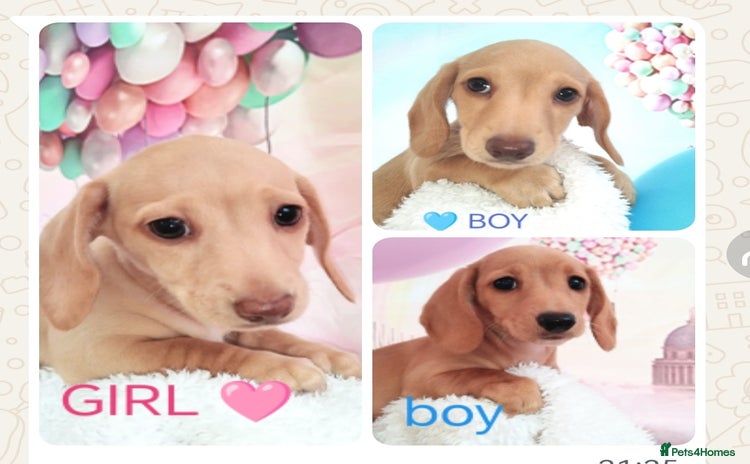 Miniature Dachshund dogs - Advert 16