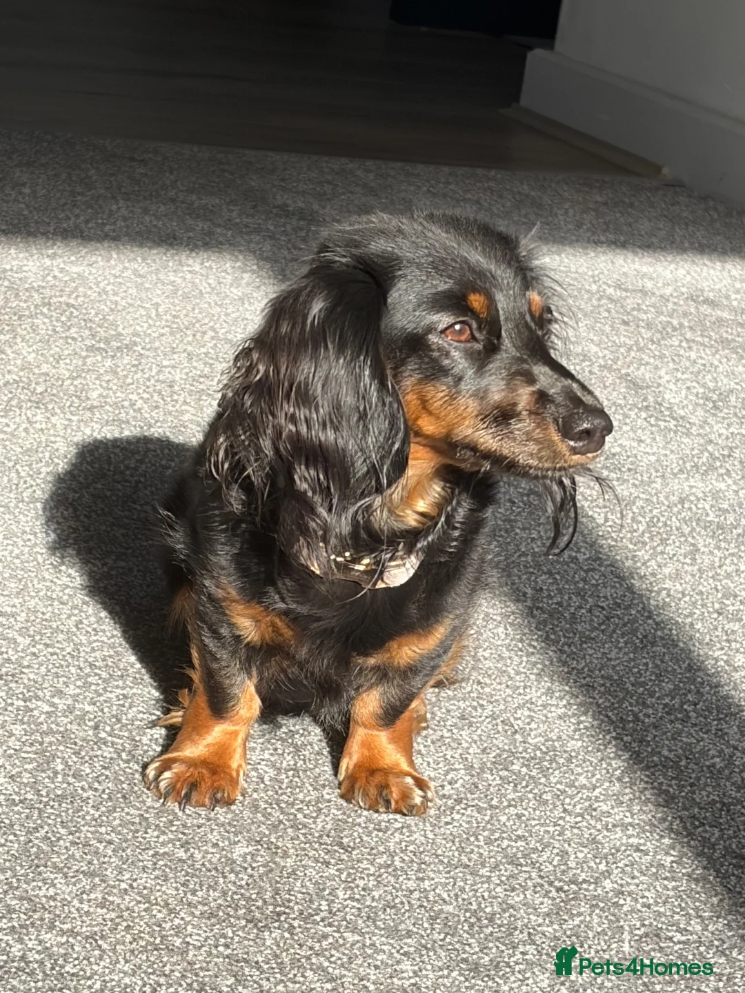 Miniature Dachshund dogs for sale: 2 yo female  - Advert 1