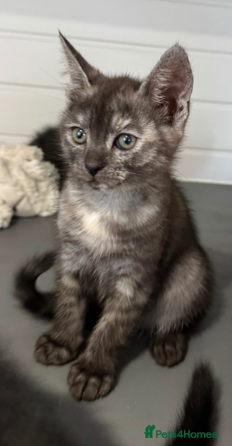Mixed Breed cats Beautiful cross breed ragdoll kittens  - Advert 2