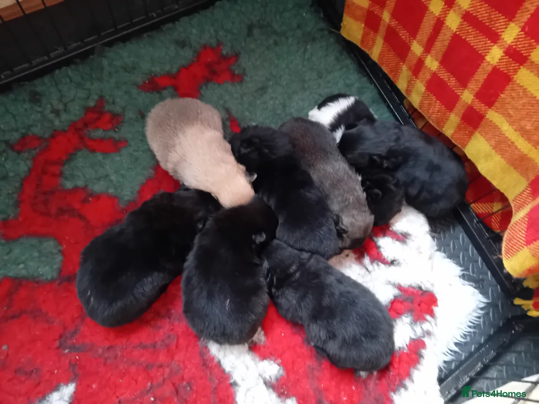 German Spitz dogs for sale: German spitz Mittel - Advert 2