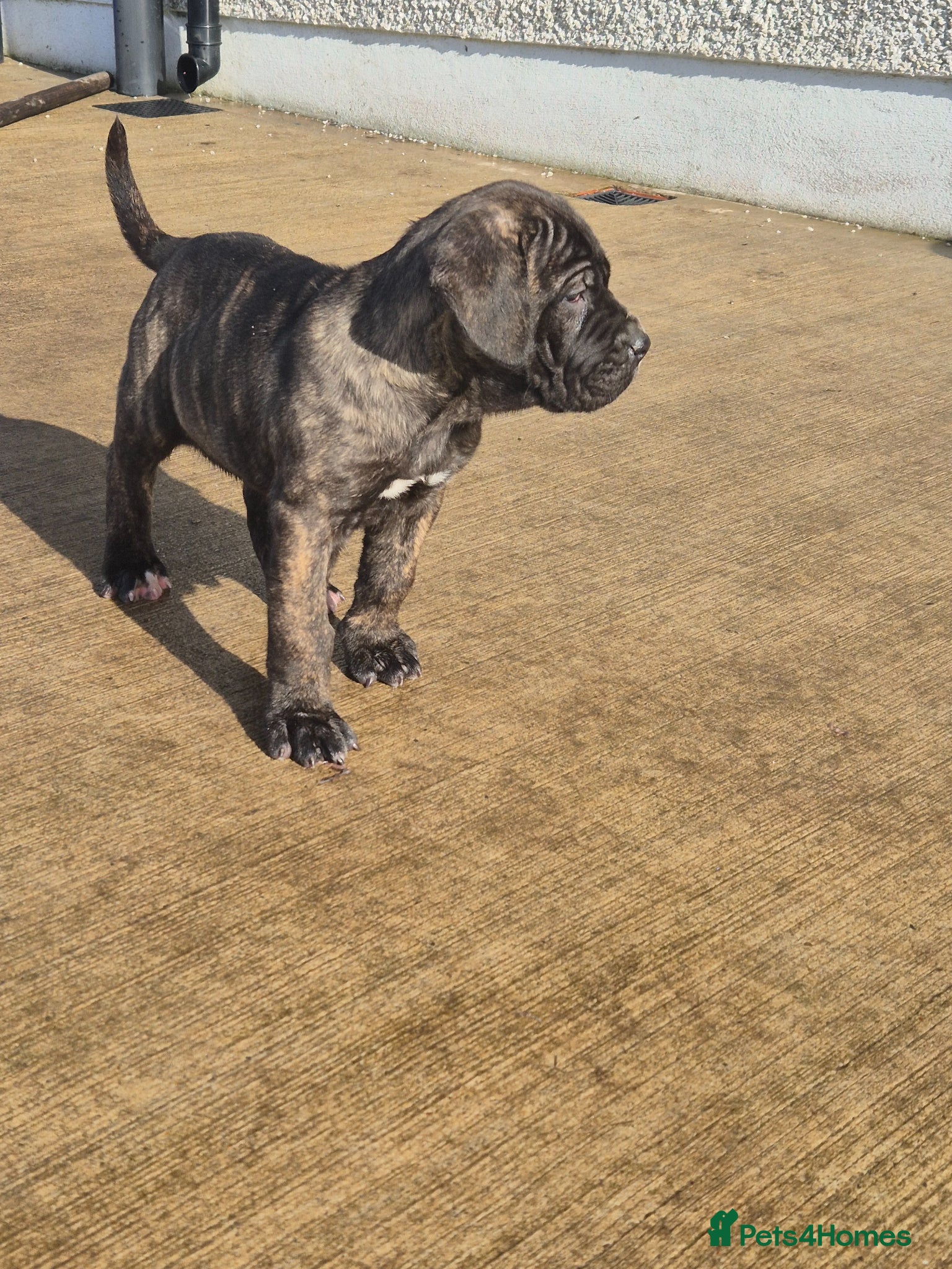 Cane Corso dogs Cane Corso liter - Advert 2