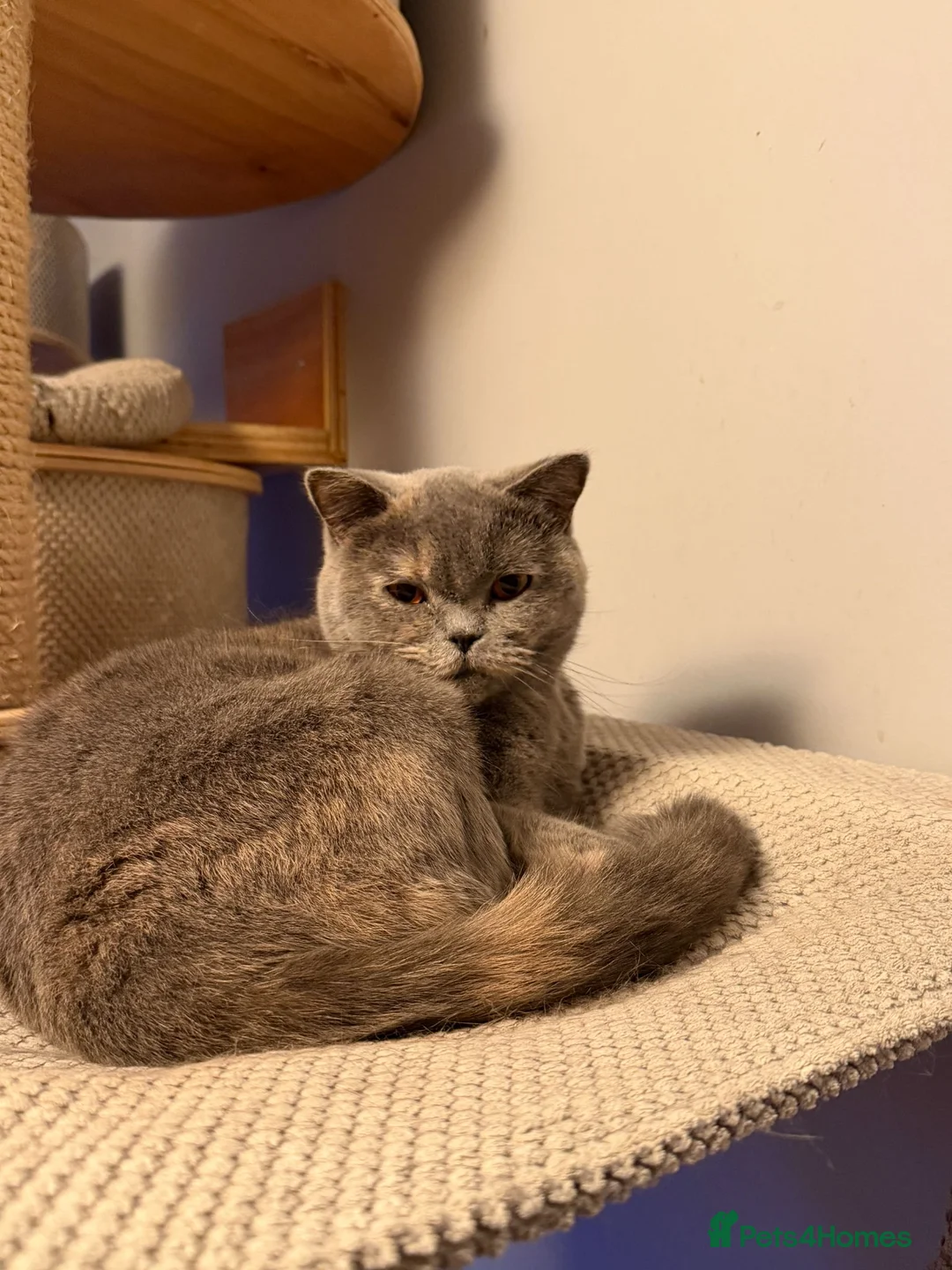 British Shorthair cats for sale: British Shorthair Kittens for Sale - Advert 4