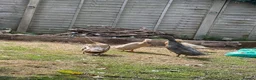 Ducks poultry for sale: Indian Runner Ducks in Colchester - Advert 2