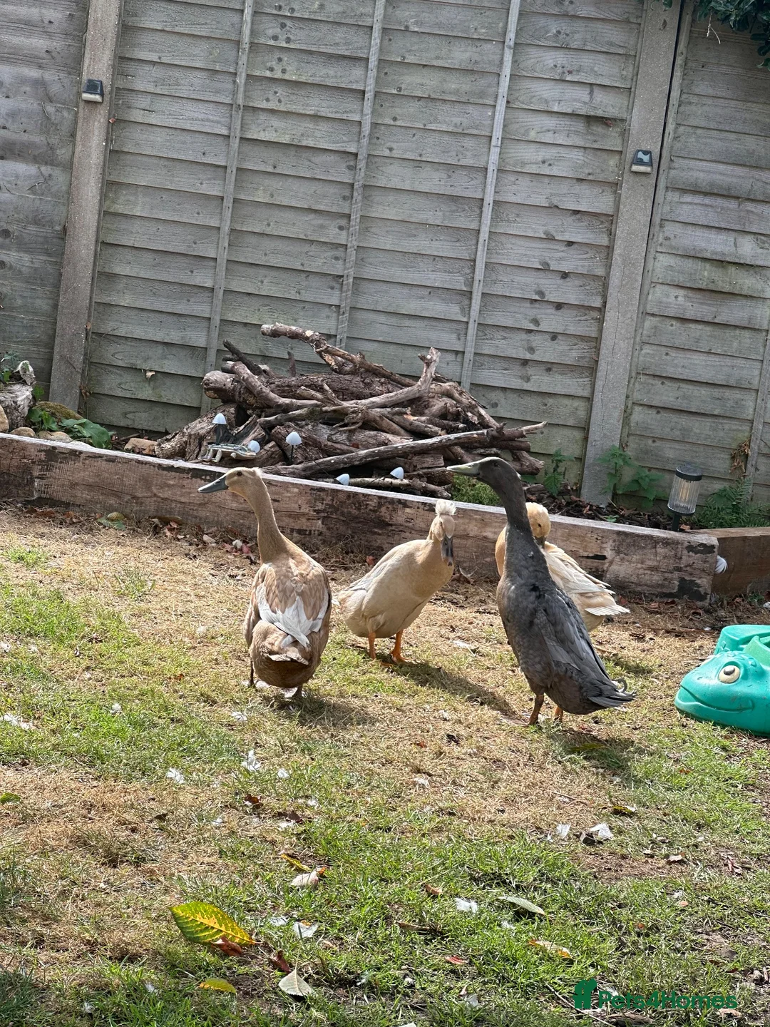 Ducks poultry for sale: Indian Runner Ducks in Colchester - Advert 2