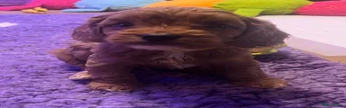 Cavapoo Puppy 1