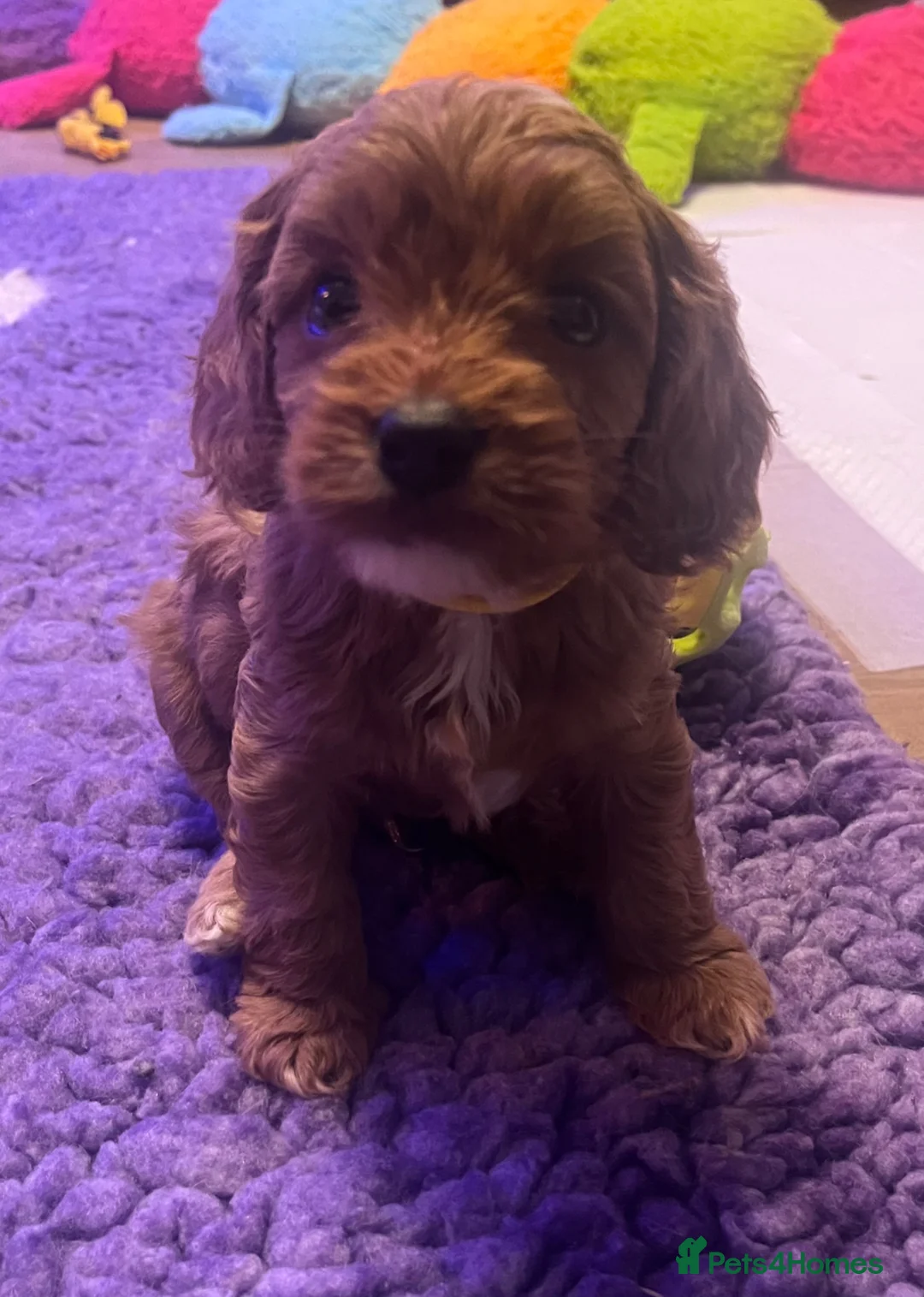 Cavapoo dogs for sale: Cavapoo Puppies  - Advert 1