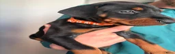 Dobermann dogs for sale: European Doberman puppies  in Birmingham - Advert 9