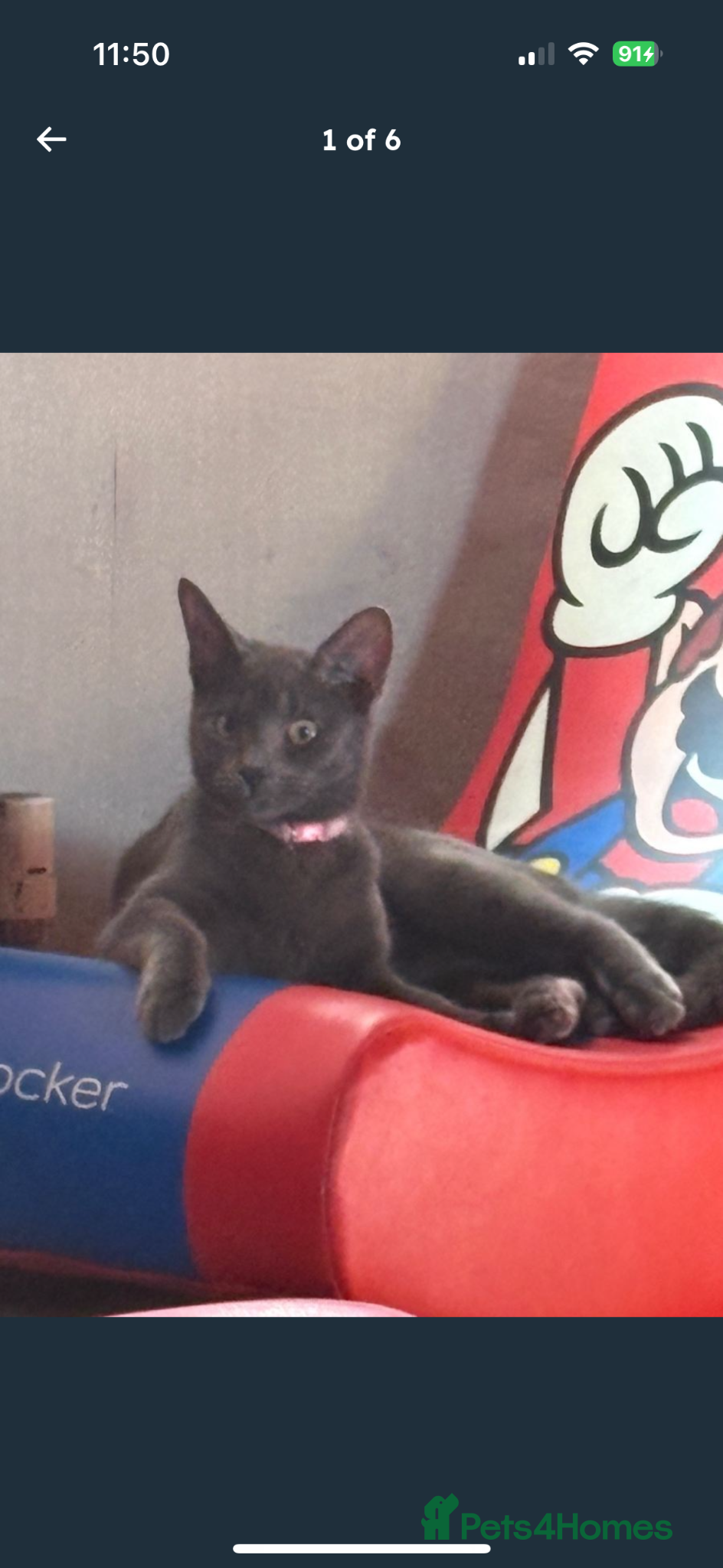 Russian Blue cats Female Russian blue  - Advert 2