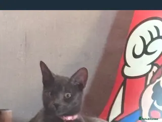 Russian Blue cats Female Russian blue - Advert 2