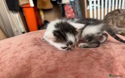 Bengal cats for sale: 4 pure bangal and 5 bengal x kittens - Image 15