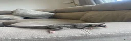 Sugar Glider rodents for sale: Sugar Gliders Grey + Leu (Details in Description) - Advert 7