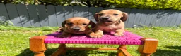 Miniature Dachshund dogs for sale: Daxi Jack - Advert 1