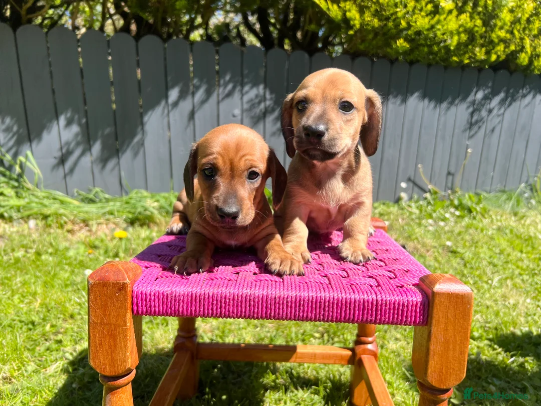 Miniature Dachshund dogs for sale: Daxi Jack - Advert 1