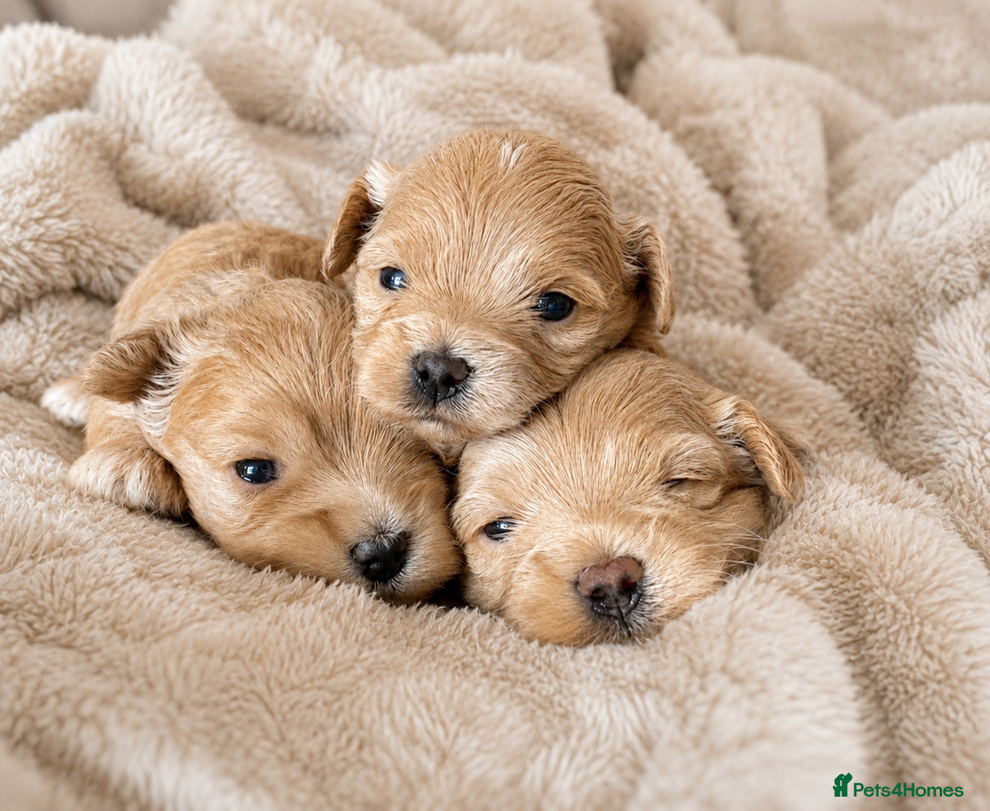 Maltipoo dogs for sale: Asian/Korean *DNA TESTED* teddy bear maltipoos - Advert 7