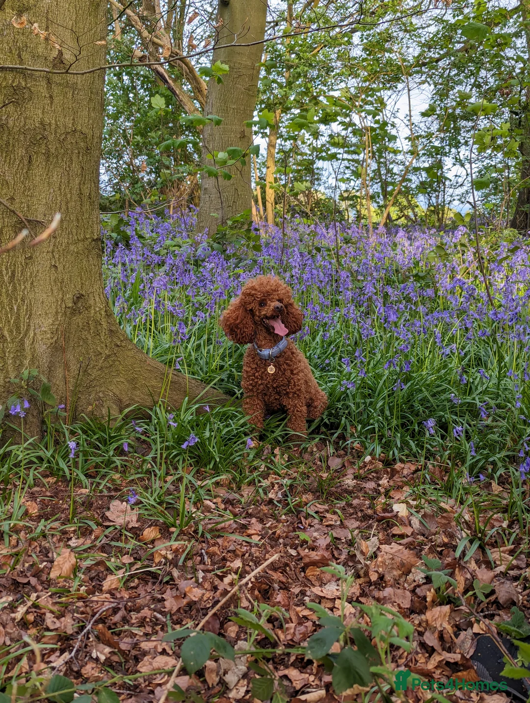 Toy Poodle dogs for stud: Stunning KC poodle stud in Reading - Advert 9