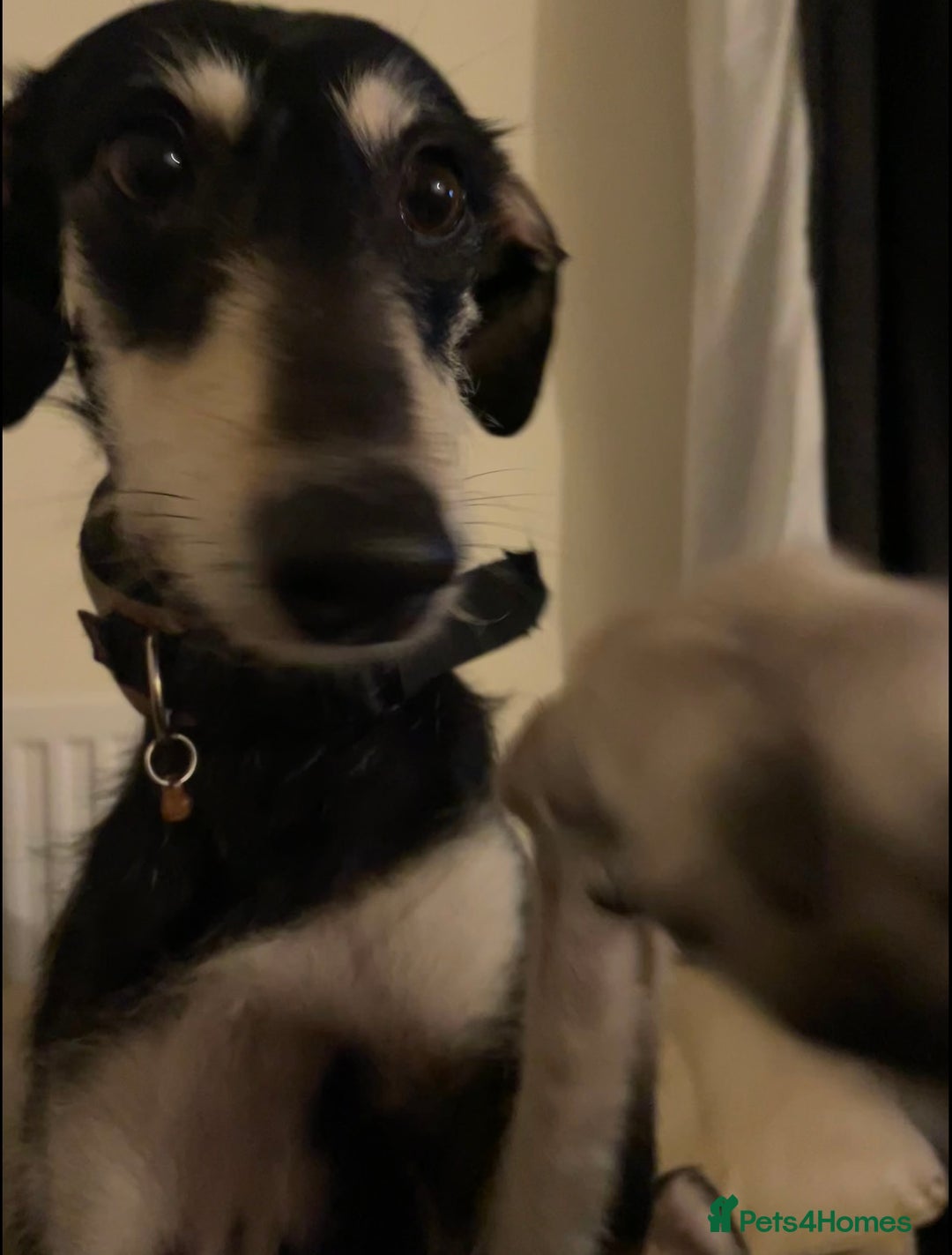 Lurcher dogs for sale: Sad sale of my lurcher - Advert 2