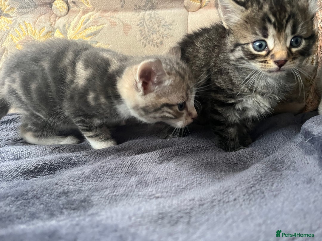 Egyptian Mau cats for sale: Egyptian mau x - Image 21