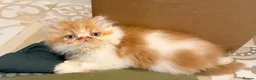 Persian cats for sale: Beautiful Pedigree Persian Kittens ready NOW - Advert 16