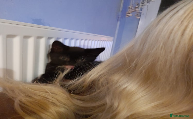 Mixed Breed cats - Advert 4