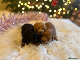 Miniature Dachshund dogs Exceptional Champion Bloodlines KC Registered PRA - Advert 8
