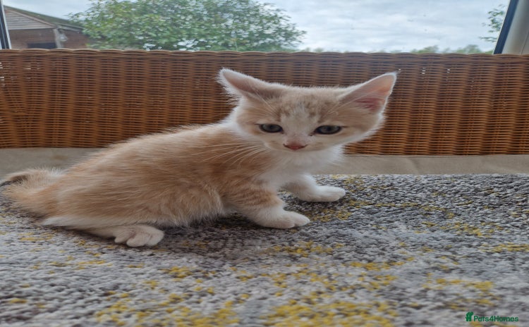 Domestic Shorthair cats - Advert 4
